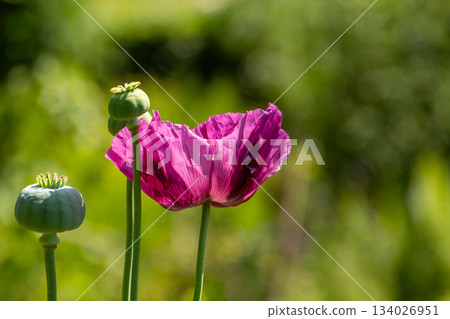 Close-up of a purple poppy Close-up of a purple poppy 134026951