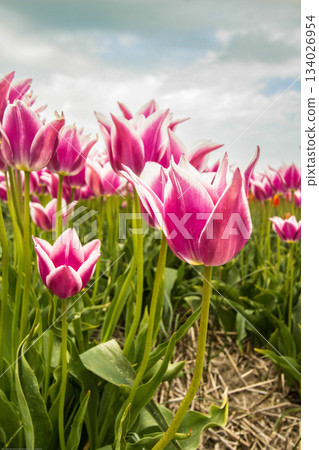 Bulb fields with tulips in Burgervlotbrug 134026954