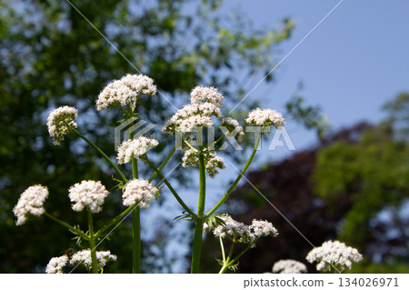 White valerian flower White valerian flower 134026971