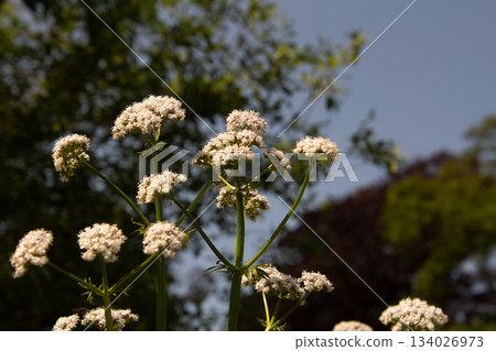 White valerian flower White valerian flower 134026973