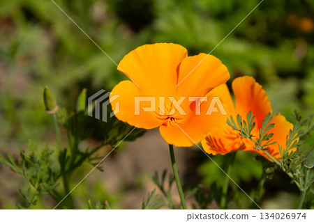 Orange-gold marigold flower Orange-gold marigold flower 134026974