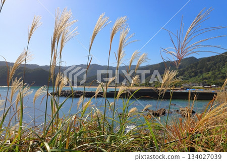 海岸線上銀草遍地,藍天碧海,山脈環繞。 海岸線上銀草遍地,藍天碧海,山脈環繞。 134027039