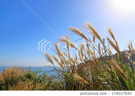 Silver grass along the coastline, blue sky, sea, mountains Silver grass along the coastline, blue sky, sea, mountains 134027043
