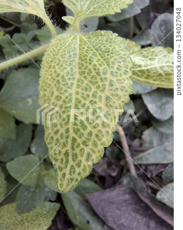 Close up of a green leaf with yellow mosaic pattern 134027048
