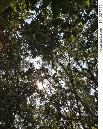Sunlight filtering through dense green forest canopy 134027053