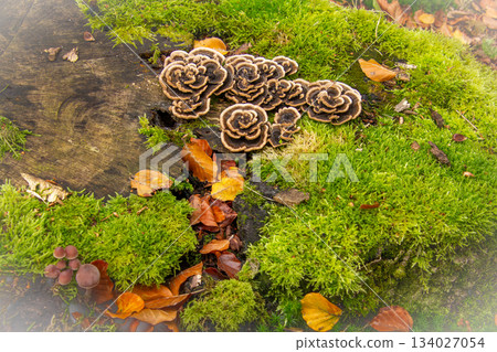 Mushrooms shaped like petals of roses 134027054