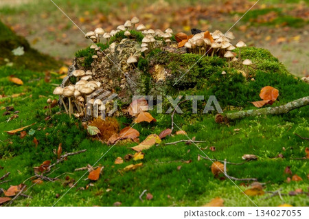 Close-up of a group of mushrooms 134027055
