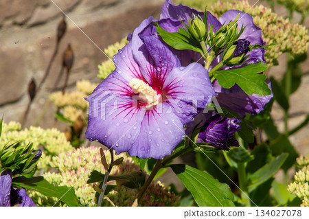 Close-up of raindrops on a hibiscus flower 134027078