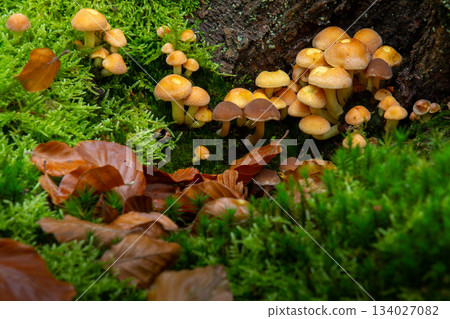 Close-up of a group of mushrooms Close-up of a group of mushrooms 134027082