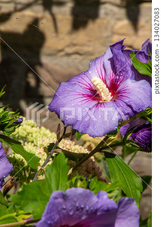 Close-up of raindrops on a hibiscus flower 134027083