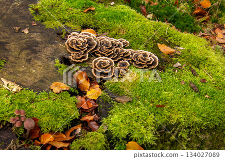 Mushrooms shaped like petals of roses 134027089