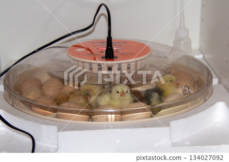 Birth of bramha chicks in an incubator Birth of bramha chicks in an incubator 134027092