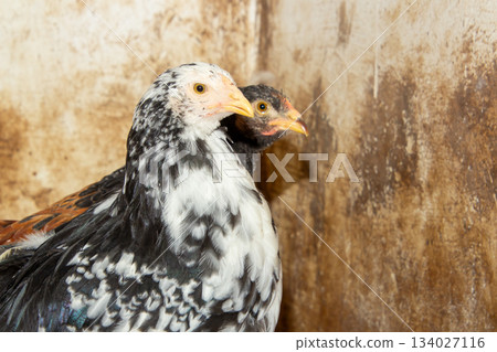 Bramha chicks of 10 weeks old 134027116