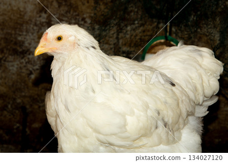 Bramha chicks of 10 weeks old Bramha chicks of 10 weeks old 134027120