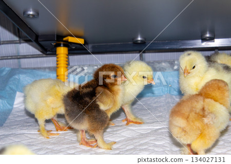 New born bramha chicks of 4 days old 134027131