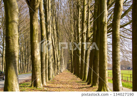 Treelined walking path between the trees 134027190
