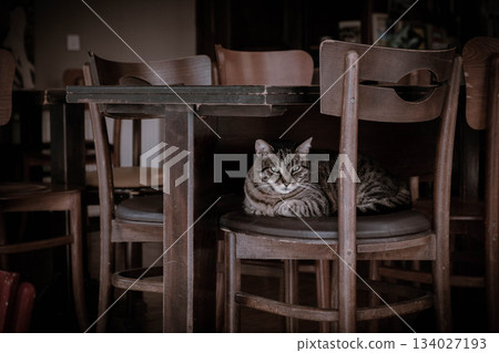 A cat relaxing on the chair A cat relaxing on the chair 134027193