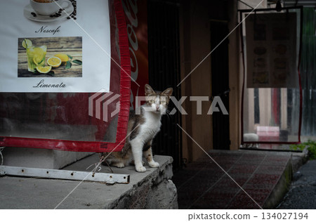 A cute cat peeking out from behind a sign A cute cat peeking out from behind a sign 134027194