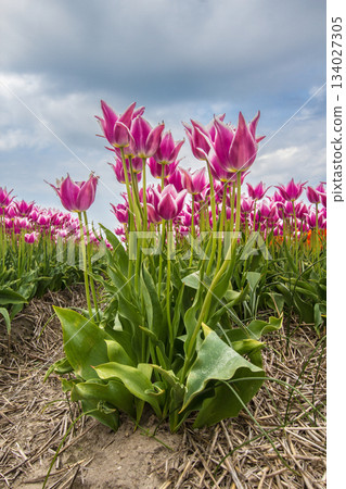 Bulb fields with tulips in Burgervlotbrug Bulb fields with tulips in Burgervlotbrug 134027305