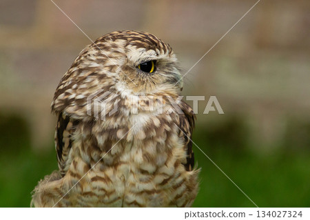 Little dwarf owl chick Little dwarf owl chick 134027324