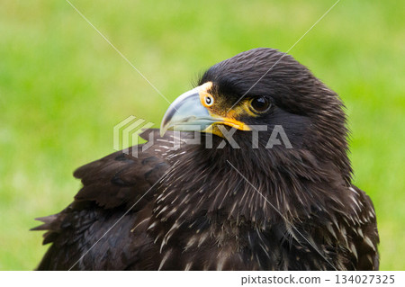 Falkand caracara Falkand caracara 134027325