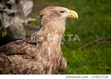Confident and victorious white-tailed eagle. Confident and victorious white-tailed eagle. 134027326