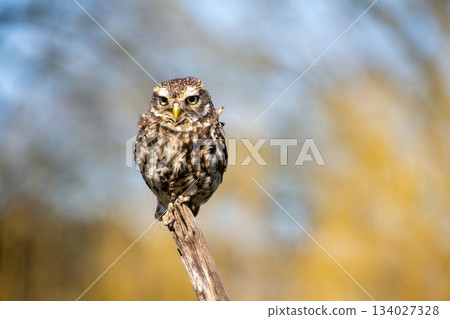 Little owl, looking at the camera Little owl, looking at the camera 134027328
