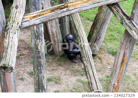 Lonely Bonobo Lonely Bonobo 134027329