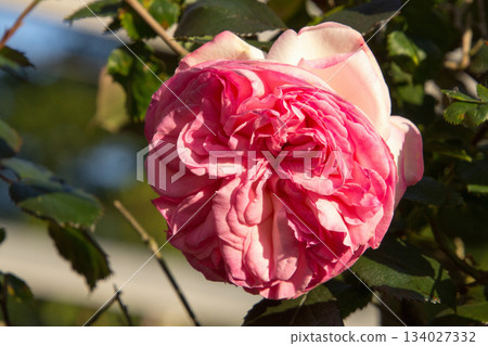 Pink peony rose during sunset Pink peony rose during sunset 134027332