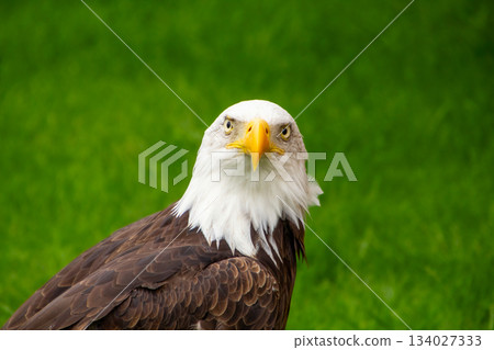 American bald eagle looking at camera American bald eagle looking at camera 134027333