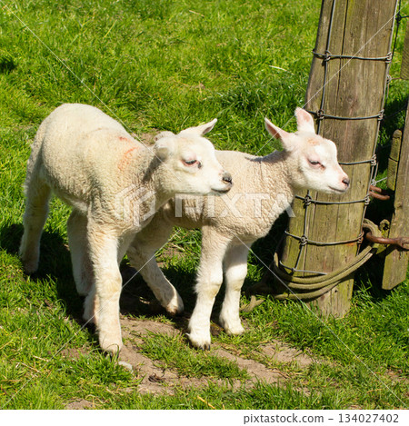 Lambs in the meadow on the island Texel 134027402