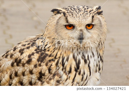 European oohoo 134027421