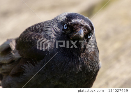 Black crow looking at the camera 134027439