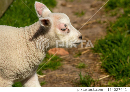 Lambs in the meadow on the island Texel 134027441