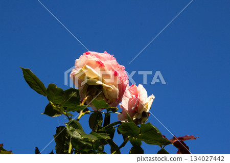 Pink peony rose during sunset 134027442