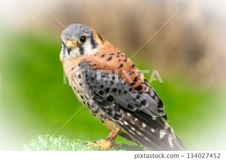 Having a conversation through eye-contact with a colorful falcon. Having a conversation through eye-contact with a colorful falcon. 134027452