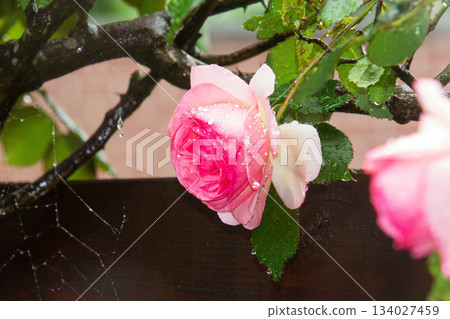 Raindrops on the roses in our garden 134027459