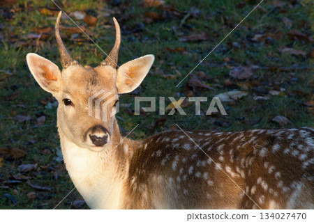 Male fallow deer, standing alert and carefully observing what will happen. Male fallow deer, standing alert and carefully observing what will happen. 134027470