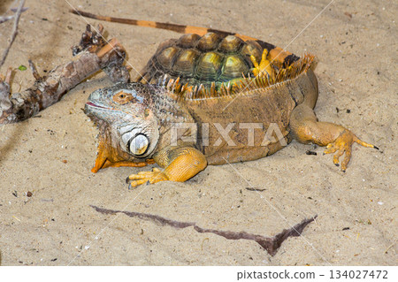 Iguana having a break 134027472