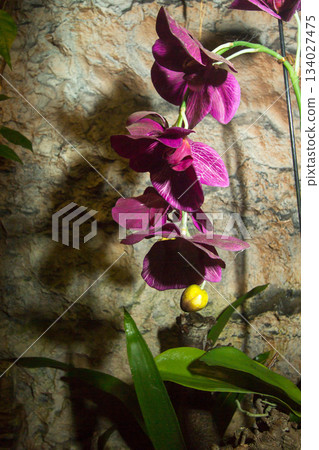 Flesh-eating plant Flesh-eating plant 134027475