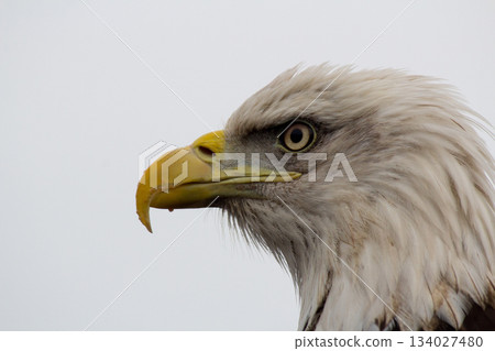 American bald eagle American bald eagle 134027480