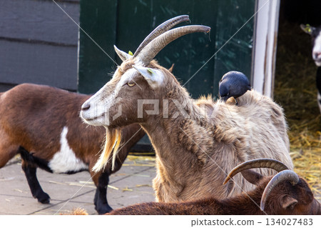 Buck on a farm with a bird Buck on a farm with a bird 134027483
