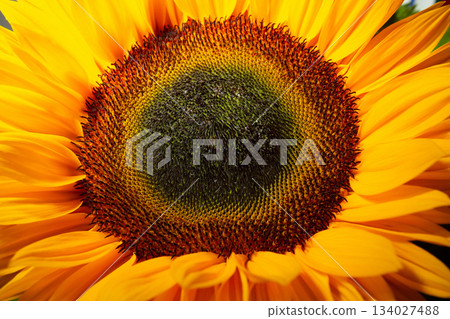 Close-up of a sunflower Close-up of a sunflower 134027488