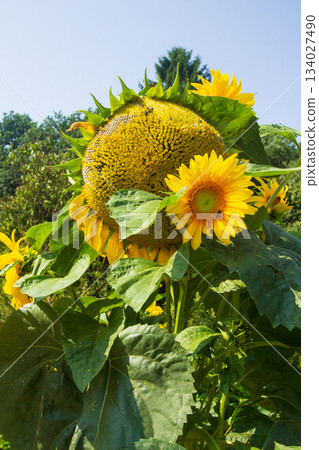 Close-up of a sunflower 134027490
