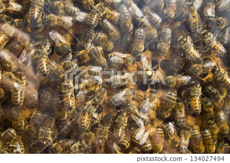 Buzy bees in a honeycomb Buzy bees in a honeycomb 134027494