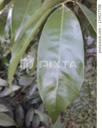 Glossy Green Leaves Close-Up From A Lush Indoor Plant For Nature And Home Decor Glossy Green Leaves Close-Up From A Lush Indoor Plant For Nature And Home Decor 134027506