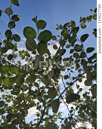 A view from below looking up at a clear blue sky through the branches and green leaves of a tree A view from below looking up at a clear blue sky through the branches and green leaves of a tree 134027794