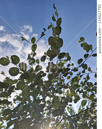 Green leaves against a bright blue sky with wispy clouds 134027795