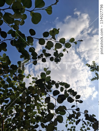 Silhouetted branches and leaves against a bright blue sky with fluffy white clouds, viewed from belo 134027796