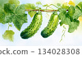 Cucumber hanging vegetable watercolor painting. 134028308